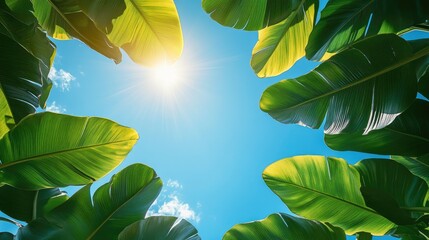 Aufkleber - Banana leaf canopy framing a bright blue sky with sunlight creating a vibrant tropical atmosphere