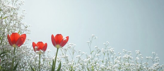 Poster - Close up of vibrant red tulips blooming alongside delicate white flowers on a soft light background creating a serene floral composition