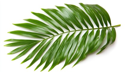 Aufkleber - Chamaedorea palm leaves isolated on white background showcasing vibrant green colors perfect for botanical or decorative designs