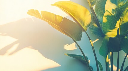 Poster - Sunlight filtering through tropical leaves casting soft shadows on a textured white wall creating a serene natural ambiance for decor or design