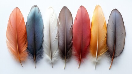 Poster - Assorted natural bird feathers in various colors arranged on a clean white background for artistic design and nature themes