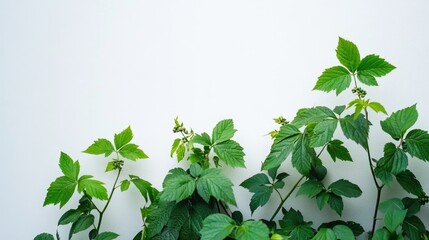 Wall Mural - Bright green blackberry leaves layered against a clean white background showcasing natural beauty and botanical elegance