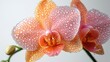 © Seyyar - Delicate pink orchid bloom with water droplets on petals, isolated against a clean white background, floral beauty, nature, freshness, macro photography.