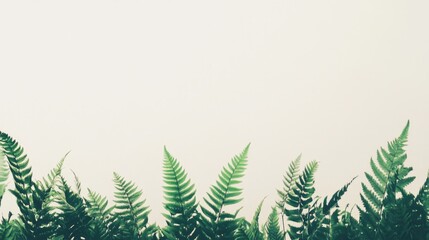 Poster - Lush green fern leaves creating a vibrant nature border against a clean white background for a fresh and serene atmosphere