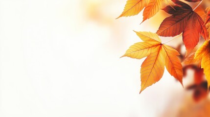 Poster - Vibrant multicolor autumn maple leaves with selective focus against a soft white background capturing the essence of fall season beauty