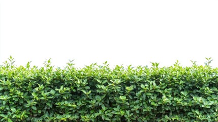 Poster - Lush green hedge contrasting with a clean white background for a fresh and modern design element or nature-themed project