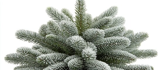Aufkleber - Detailed close-up of a frosted fir Christmas tree capturing lush green needles and holiday spirit perfect for seasonal designs and decorations