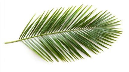 Poster - Lush green palm leaf branch isolated on white background for nature and tropical themed designs and compositions