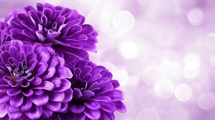Leinwandbilder - Purple zinnia flowers in selective focus with a dreamy bokeh background creating a vibrant floral atmosphere for design and media use