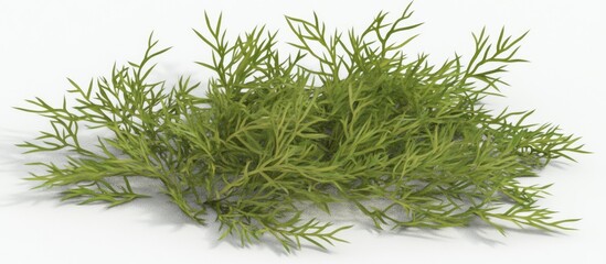 Aufkleber - Lush green pine tree branches isolated on a white background showcasing fine needle-like foliage for seasonal decor and natural designs