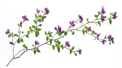 Poster - Lilac bush branch with vibrant purple flowers and green leaves on a clean white background ideal for floral designs and nature themes.