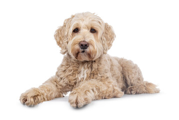 Poster - Senior Labradoodle dog, laying down side ways. Looking towards camera with gentle brwon eyes. Isolated on a white background.