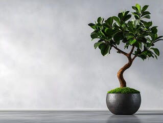 Poster - Elegant and Contemporary Office Backdrop with Clean White Wall and Vibrant Green Potted Plant Perfect for Product Showcases or Brand Photography in a Sophisticated Indoor Studio Setting