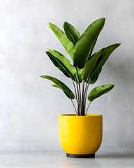 Poster - Sleek and minimalist contemporary office environment featuring a plain white wall backdrop perfect for digital mockups and marketing materials  A vibrant potted plant accentuates the modern