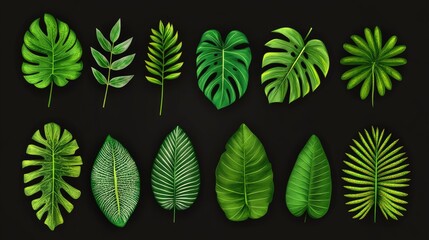 Poster - Exotic tropical leaves collection isolated on black background botanical design for backgrounds and nature themed projects