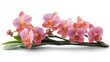©  AugmentArt - Vibrant pink and purple dendrobium orchid branch displayed elegantly on a clean white background showcasing floral beauty and detail.
