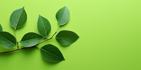 Wall Mural - green leaves background