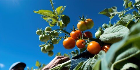 Wall Mural - apricots on a branch