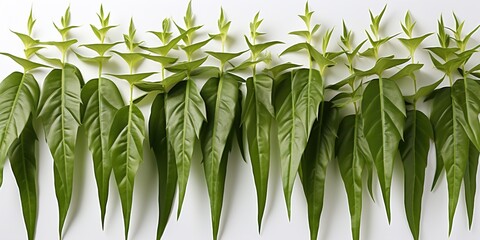 Wall Mural - green corn on white