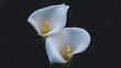 © Omri - two flowers calla
