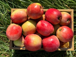 Wall Mural - Apples fruits red ripe juicy crispy harvest.