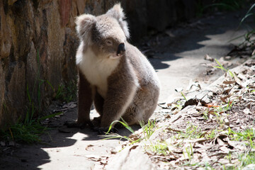 Wall Mural - the Koala has a large round head, big furry ears and big black nose. Their fur is usually grey-brown in color with white fur on the chest, inner arms, ears and bottom.