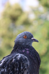 Wall Mural - Female Pigeon closeup portrait, pigeon beautiful photography, animal head