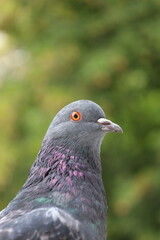 Wall Mural - Male Pigeon closeup portrait, grey bird, animal head in close up