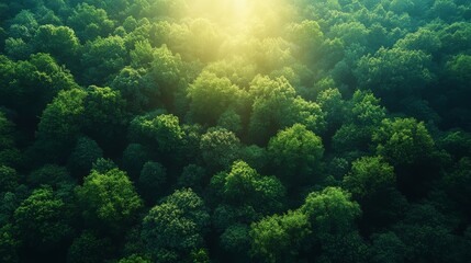 Poster - Lush green forest canopy with sun rays, aerial view. Nature and tranquility concept