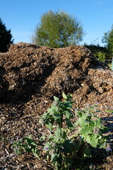 Wall Mural - FU 2022-10-09 Blumenfeld 786 Blick auf einen großen Haufen Rindenmulch