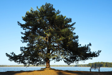 Wall Mural - beautiful tree with green leaves growing outdoors