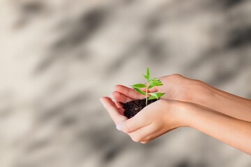 Wall Mural - Hands hold fresh green plant