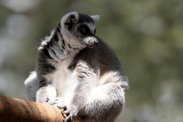 Wall Mural - the ring tailed lemur is resting on a branch