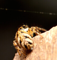 Wall Mural - small spider stalking its prey