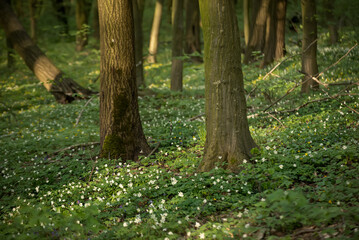 Wall Mural - Flowering green forest with white flowers, spring nature background