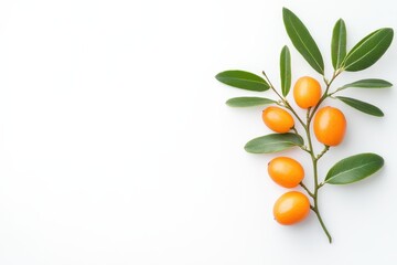 Wall Mural - Sea buckthorn Isolated fresh berry and leaves on white background