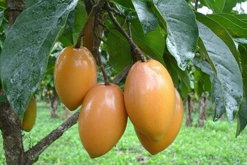 Wall Mural - Sight of Sapodilla on the tree