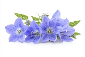 White background featuring isolated bellflower Platycodon grandiflorus