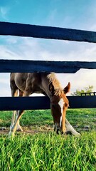 Poster - Greener grass