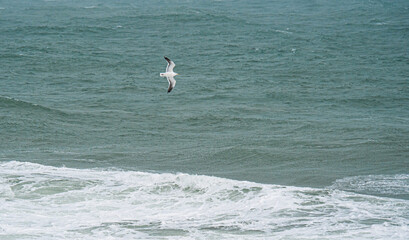 Wall Mural - Seagull flying over ocean new zealand overcast day