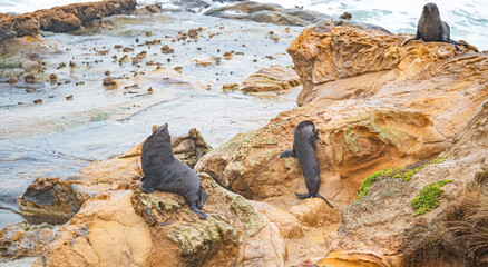 Wall Mural - Seal sea lion sitting on rocks by the ocean new zealand rough sea waves