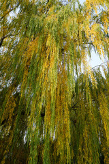 Wall Mural - Weeping willow and willow branches