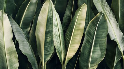 Wall Mural - lush green tropical leaves background texture.