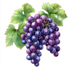 Wall Mural - watercolor Freshly harvested grapes with green leaves create vibrant and natural scene, showcasing beauty of nature bounty. Perfect for illustrating freshness and abundance.