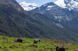© Daniel Thomas - New Zealand farm landscape with sheep