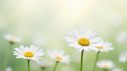 Fototapete - A field of white daisies with a blue sky in the background
