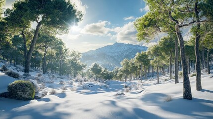 Aufkleber - Nestled in a tranquil forest, soft sunlight filters through towering pine trees, casting gentle shadows on the pristine snow covering the ground, while mountains loom majestically in the background
