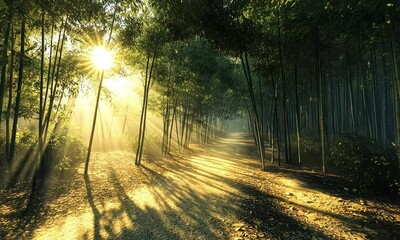 Wall Mural - A serene bamboo forest path illuminated by sunlight, creating a peaceful and tranquil atmosphere.
