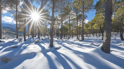Aufkleber - Beneath a bright sun, a snowy forest awakens with serene beauty. Tall pines rise majestically, casting long shadows on the soft white ground, inviting tranquility