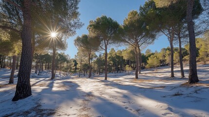 Aufkleber - Beneath a clear sky, sunlight filters through towering pines, casting long shadows on a snow-covered forest floor. The tranquil scene evokes peace and serenity amidst nature's beauty